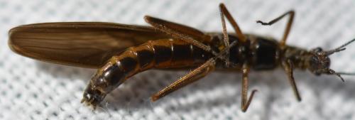 Leuctra sp.